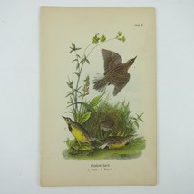 Bird Lithograph Print Meadow Lark after John James Audubon Antique 1890 - £15.97 GBP