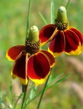 100 Mexican Hat Seeds (Ratibida Columnifera) - £4.75 GBP