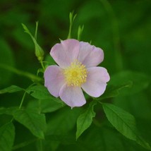 Fast Ship USA Seller Swamp Rose Seeds Rosa Palustris Packet Of 10 Seeds - $17.94