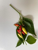 75 Tabasco Pepper Seeds Open Pollinated Heirloom Hot Flavorful No Pesticides Gar - $5.98