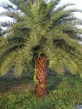 Butia Capitata Jelly Palm 10 Seeds Fresh Gardening USA SELLER - $18.14