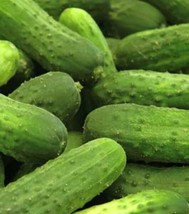 FRESH National Pickling Cucumber Seeds | Heirloom | Organic - £9.43 GBP