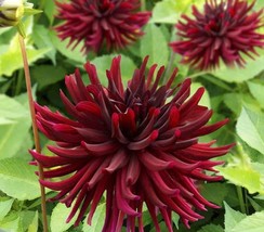 20 SEEDS Heirloom &#39;Nuit d&#39;Ete&#39; Dark Red Dahlia Perennial Flower Seeds - £7.83 GBP