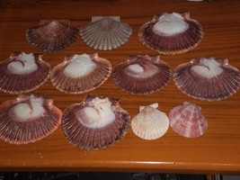 11 Flat Brown Scallop Shells Nautical Coastal Beach Cottage - $9.90