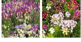 1500 Seeds Toadflax Spurred Snapdragon Fairy Bouquet Seeds - £21.54 GBP