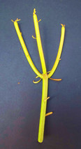 EUPHORBIA TIRUCALLI @ pencil cactus plant fire on stick flame cuttings cutting 5 - $14.99