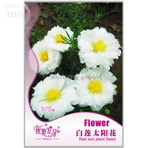 PWO Fresh Beautiful White Sun Plant Seeds, Original Pack, 220 Seeds, Pure And Be - $1.72