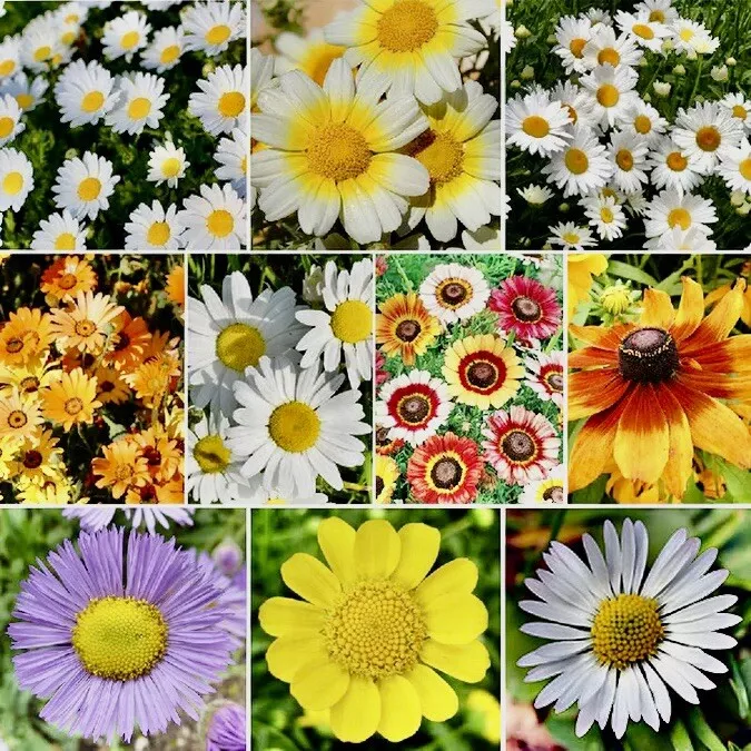 500+ Mix Daisy Crazy Seeds - $5.84