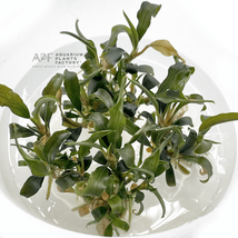 Aquarium Plants Bucephalandra Alamanda Dark Tissue Culture Cup - £45.43 GBP