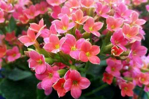 Kalanchoe Blossfediana Live Plants - Pink #STR11 - $117.17