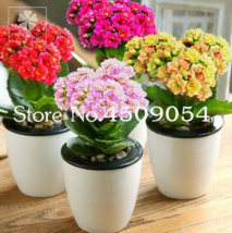 100  pcs Winter Pot Kalanchoe Bonsai Longevity Flower Potted Plants Planting Sea - £3.98 GBP