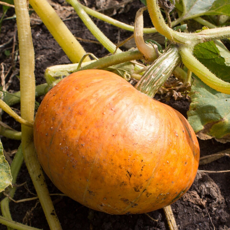 Giant Pumpkin Seeds - Grow Your Own 100 lb Pumpkin, Perfect for Fall Gardening & - £4.70 GBP