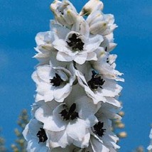 50 Delphinium Seeds Pacific Giant Percival Flower Seeds (Perennial) Fresh Garden - £19.76 GBP