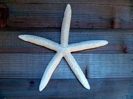 White Finger Starfish 6 - 8&quot; blue linckia beach living ocean theme weddi... - $24.99 CAD