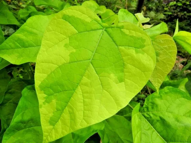 20 Variegated Southern Catalpa Seeds Catalpa Bignonioides &#39;Variegata&#39; Fresh Gard - £11.19 GBP