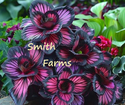 PPA 25+ Seeds Pink Knight Flowers Colorful Pink &amp; Black Floral Blooms - £5.10 GBP