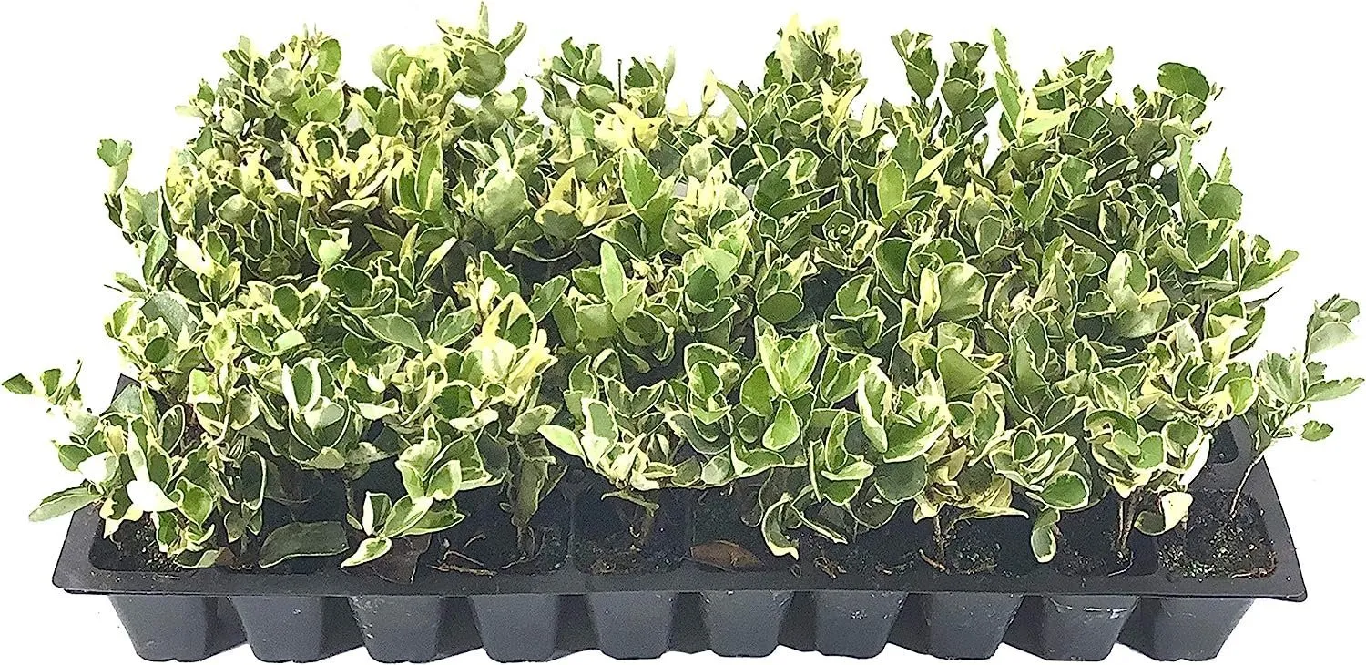 Ligustrum Japonicum Jack Frost 40 Live Plants Privacy Hedge - $153.54