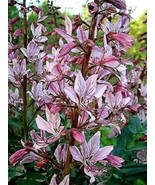 10 Red Gas Plant Fragrant Fire Plant Dictamnus   - £13.36 GBP