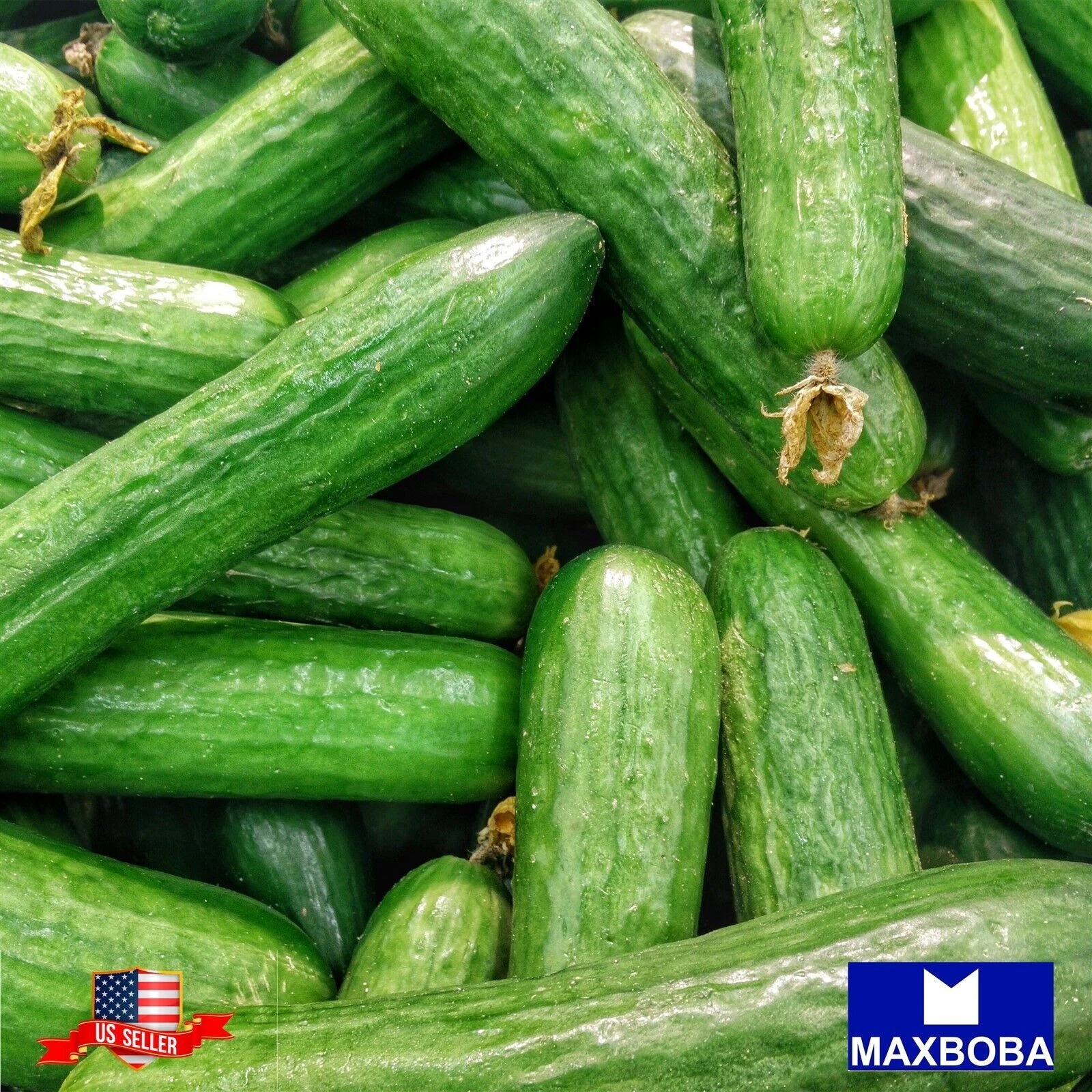 Fresh!!Cucumber Seeds - Muncher Non-GMO  Heirloom  Vegetable Garden - $8.32