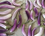 Sale 25 Seeds Bride Eggplant White &amp; Purple Fruit / Vegetable Solanum Me... - £7.89 GBP