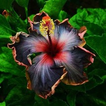 ?? Madagascar Hibiscus Moscheutos Hibiscus Starter Seeds Rose Of Sharon HS6813 - $6.50