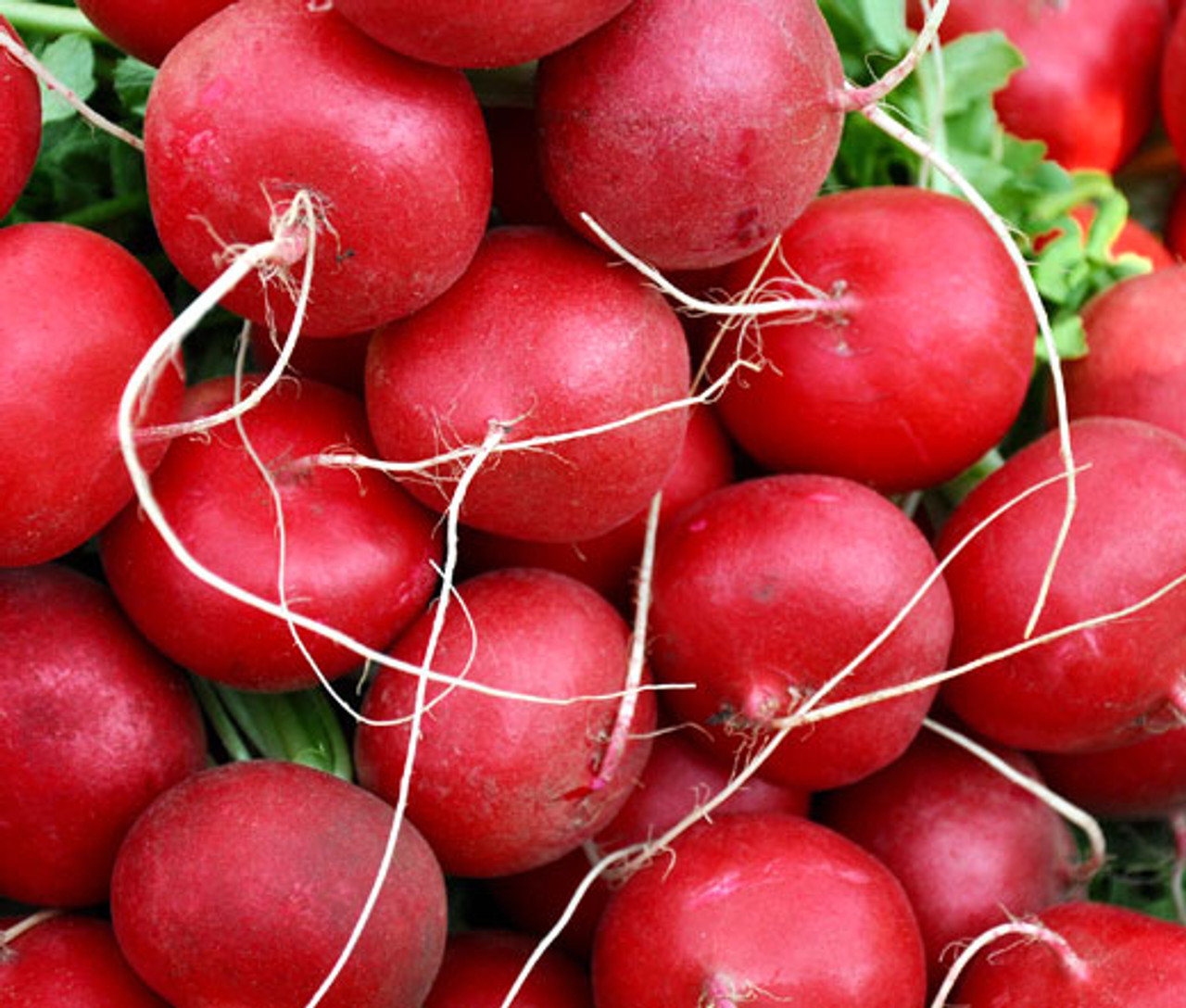 1000 Seeds Champion Radish | Heirloom, Easy to Grow, Perfect for Salads - $5.98