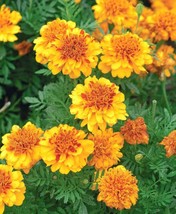 GIB 25 Seeds Easy To Grow Yellow French Marigold Flowers - £6.76 GBP