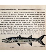 Barracuda 1939 Salt Water Fish Gordon Ertz Color Plate Print Antique PCBG19 - $41.01 CAD