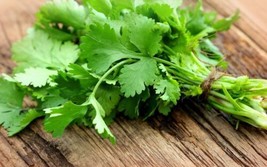 New Cilantro 10 Fresh Herb Seeds From Usa Shipping - £4.33 GBP