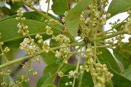 Charoli nut - Cuddapah almond - Buchanania cochinchinensis - 5+ Seeds - ... - $4.84