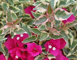 Shipped From Us Bougainvillea - Raspberry Ice - Live Plant, GG02 - $30.75