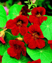 HGBO 35 Seeds Scarlet Red Nasturtium Flower Seeds Reseeding Annual From US - $8.35