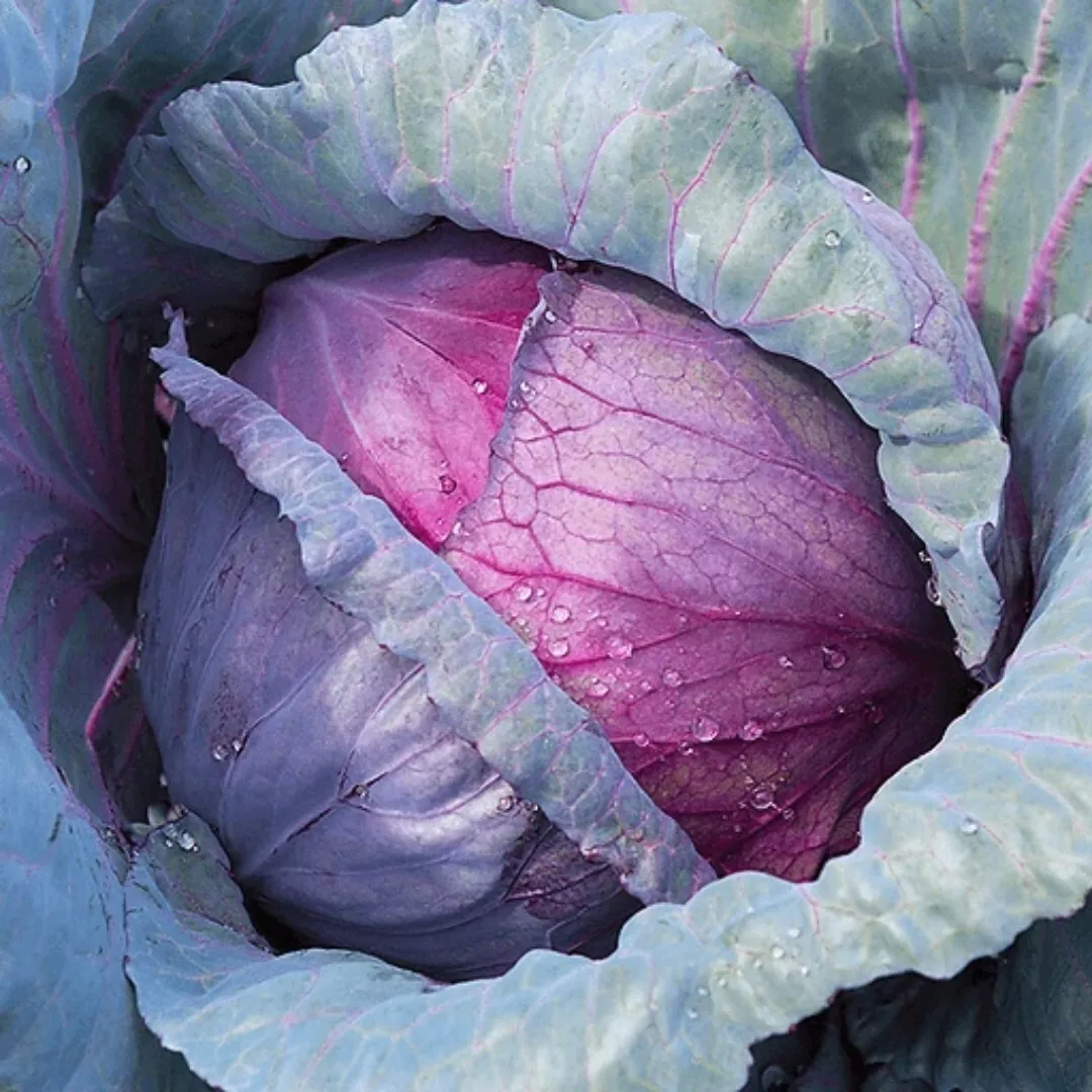 Red Acre Cabbage Seeds Non-GMO Heirloom Fresh Garden Seeds 100  Seeds - £7.37 GBP