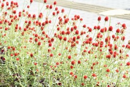 Strawberry Fields Gomphrena Haageanaglobe Amaranth 20Seeds Free Us Shipping Gard - $5.58