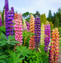 Giant Russell Lupine Wildflower - 100 Seeds  - £9.60 GBP