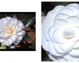MISS BILOXI Camellia Japonica Live Starter Plant - $52.93