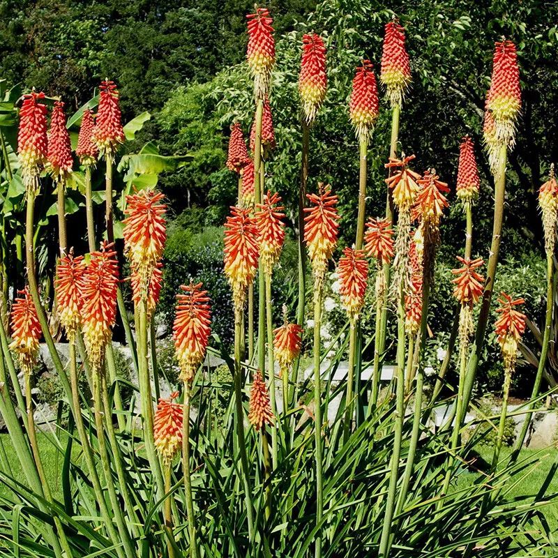 Red Hot Poker Torch Lily Value Bag 3 Roots Per Pack - £33.96 GBP
