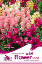 Aql Pack Approx 60 Seeds / Pack Mixed Moroccan Toadflax Snapdragon Linaria Maroc - £6.21 GBP