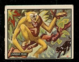 1950 Topps Trading Card Bring Em Back Alive Jungle Fear #5 Fighting Anim... - £6.20 GBP