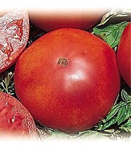 Red Brandywine Tomato 65 Seeds Fresh Garden - $2.02