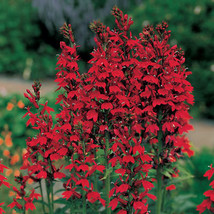 5 Red Cardinal Flower roots, Lobelia cardinalis image 1