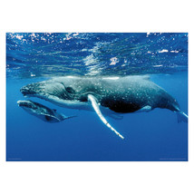 Humpback Whale and Calf Poster A3 42x29cm BLPA3P39 Pacific Sea Ocean Fish PRINT - £10.17 GBP