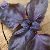 BELLFARM Heirloom Purple Basil (Ocimum Basilicum) Seeds, 20 Seeds, a dark, red-l - £2.77 GBP