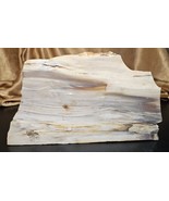 Natural Live Edge Slab Petrified Fossilized Wood Stone 2.14 lb 9x4.5x1.2... - $86.16