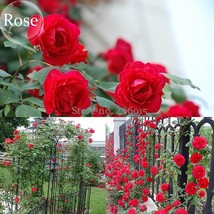 50 Seeds Red Climbing Rose Flowers Fragrant Charming Gardening USA Seller - £5.76 GBP