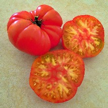 Wherokowhai Dwarf Tomato Gourmet Grown To Organic Standards Gardening Fr... - $12.53