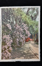 c1930&#39;s Magnolia Gardens Charleston South Carolina NC, Pink Vintage Postcard - $10.83