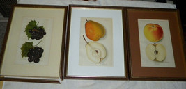  Botanical Fruit Lithographs early 1900&#39;s grapes pear and apple Newton  3 USDA  - £23.50 GBP