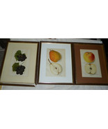  Botanical Fruit Lithographs early 1900&#39;s grapes pear and apple Newton  ... - $41.03 CAD