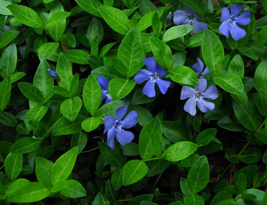 Vinca Minor Vine 4&quot; Pot Graveyard Vine Easy to Grow Live Plant USA Seller  - £23.93 GBP